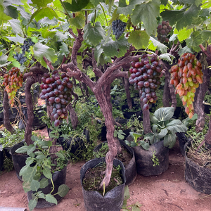 葡萄树苖蓝宝石巨峰特大当年结果庭院爬藤南北方种植盆栽果树果苗