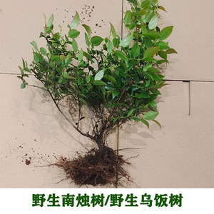 农村高山野生乌饭树苗大叶乌饭树南烛树苗庭院老桩乌米饭黑米饭