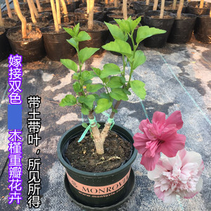 嫁接双色木槿花树苗可以吃小盆栽花卉植物室内阳台带叶重瓣无穷花