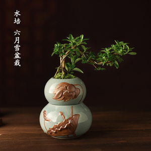 水培创意葫芦盆栽福禄绿植六月雪盆景易养护茶几办公室客