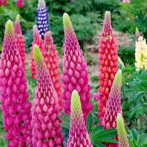 春季耐旱羽扇豆盆栽喜阳鲁冰花大头花卉阳台庭院绿植耐寒带花苞