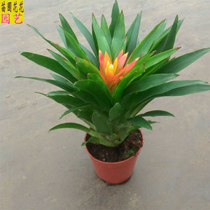 电脑宝贝植物鸿运当头小红星小凤梨花卉四季常绿绿植盆栽防辐射