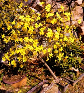 特选 甘肃小叶迎春 提根老桩 造型盆景