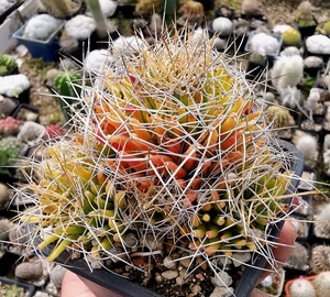 特选 琴丝丸 乳突球 群生老株 珍稀仙人多肉