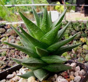 zhangruibbz105淘宝松塔掌属杂硬叶 多肉植物一物一拍 妞妞的小花圃