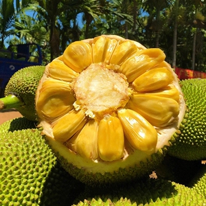 海南黄心菠萝蜜新鲜当季水果黄肉波罗蜜三亚特产整箱20-40斤包邮