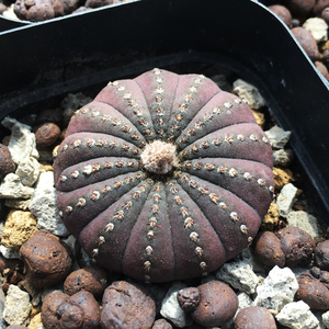 艳肌士童 大型士童 实生仙人球 稀有易开花小型品种肉肉可爱多肉