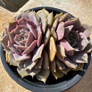 粉蝶  整群整桩  精品多肉绿植盆栽花卉  新手好养活植物