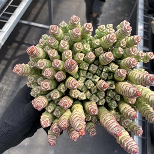 叶小琪多肉馆 钱串 19号 牡丹钱串 多肉植物 绿植 小盆栽