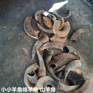 真羊角牛角骨摆件纯手工壁挂标本装饰特色手工制作原料礼品挂件墙