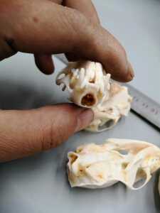 【黄鼠狼饰品】黄鼠狼饰品品牌,价格 - 阿里巴巴