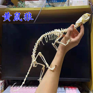 【黄鼠狼骨】黄鼠狼骨品牌,价格 - 阿里巴巴