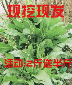wejohn淘宝新鲜现挖土大黄东北牛舌头野菠菜羊蹄根羊皮叶子血三七草