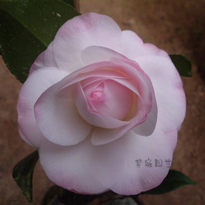 福建精品超值茶花苗康寿桃美琳达室内盆栽吸甲醛庭院阳台包邮好养