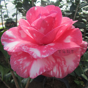 精品超值花仙子盆栽茶花苗四季常绿庭院室内外植物吸甲醛山茶包邮