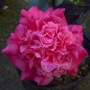 精品热销 火瀑布 盆栽茶花树苗室内庭院阳台净化空气四季绿植包邮