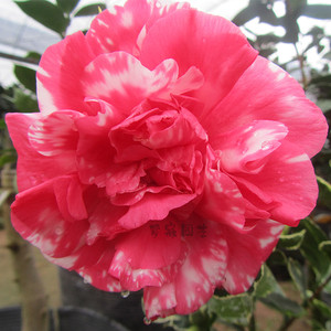 弁天神乐精品叶艺山茶盆栽苗庭院开花植物阳台绿植包邮