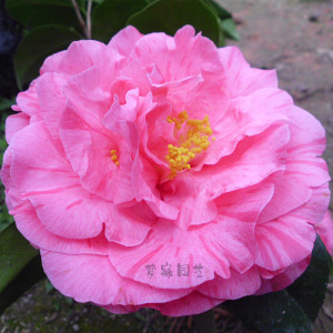 庭院精品超值 尼柯尔 尼古拉大帝盆栽茶花苗室内阳台净化空气包邮