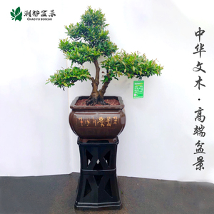 中华文木盆景室内植物中华文母盆栽大型摆件造景四季常青别墅庭院