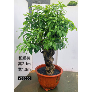 和顺树含笑树金钟花镇宅镇店百年老桩树别墅庭院商场酒店摆件清香