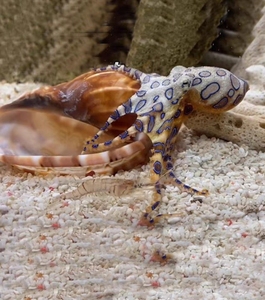 墨鱼章鱼科八爪鱼活体宠物印尼蓝环乌贼鱿鱼