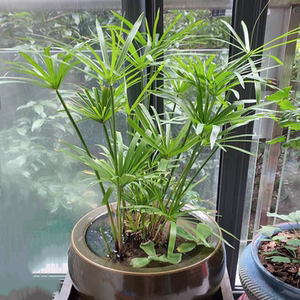 水竹水培植物盆栽水养旱伞草风车草四季常青鱼塘河道造景水生绿植