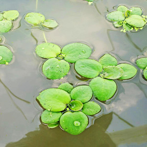 鱼缸造景圆心萍水草肚兜萍水葫芦一叶莲净化水质水族池塘观景水培