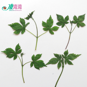 五爪树叶