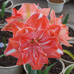 朱顶红 阳光少女(hippeastrum sunshine nymph)