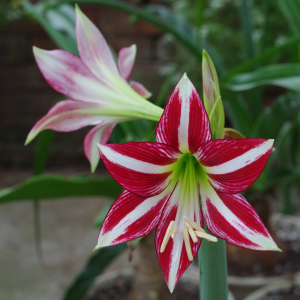 圣茵花卉旗舰店天猫圣茵荷兰进口朱顶红圣地亚哥小花型球根阳台庭院