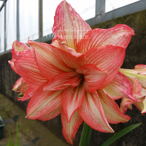 朱顶红 僵尸(hippeastrum zombie)