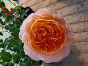 双鱼处女座金牛白羊座巨蟹天秤摩羯狮子座座射手阳台月季星座系列2人