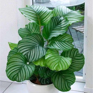 圆叶竹芋青苹果盆栽水培好养办公室内客厅喜阴北欧风观叶绿植物