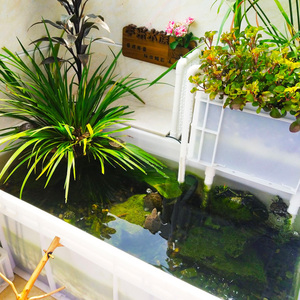 丰采水族仿野生态龟缸沼泽过滤周转箱正反双向同程底滤加厚养龟池