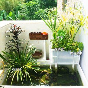 石菖蒲水培植物