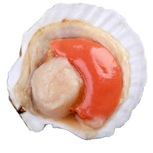 青岛海鲜 新鲜夏夷贝 大元贝 扇贝 优质鲜活贝类13-15只/500克