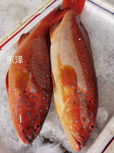 海鱼石斑鱼泰星斑新鲜发货野生海捕1-2.5斤每条