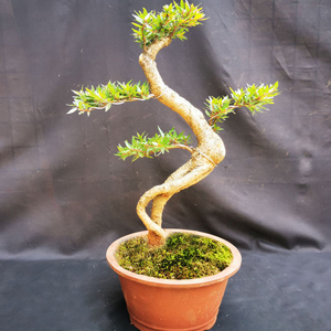 小型水杨梅盆栽趣味观赏盆景开花结果植物提根老桩办公桌阳台绿植