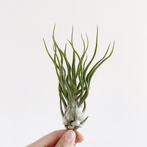 空气凤梨 章鱼x电卷 showtime 稀有品种植物花卉盆栽吸甲醛绿植