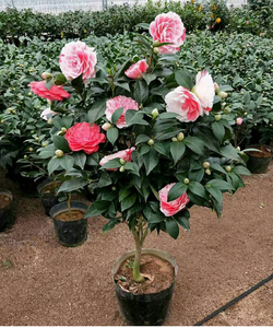 四季山茶花树苗带花苞盆栽绿植物花卉室内外观花庭院浓香型大小苗