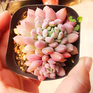 【初见花圃】姬小光多肉植物多头群生小蓝衣状态萌肉新手多肉植物