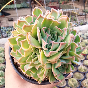 【初见花圃】状态紫蝴蝶红边皱叶群生多肉植物窗台老桩阳台好养