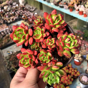 【初见花圃】蒂亚灯笼多肉植物红灯笼老桩大群生萌肉沈阳大棚基地