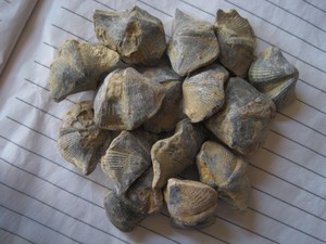石燕子石 石燕化石 贝壳化石标本 摆件饰品 石之家矿物 洗眼