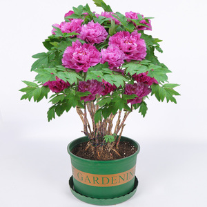 洛阳牡丹花苗正宗大苗花王盆栽菏泽地栽观花植物室内花卉庭院阳台