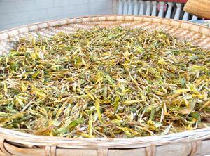 丽江竹叶菜雪笋雪竹雪山一支笔野生干货云南土特产50克5份包邮