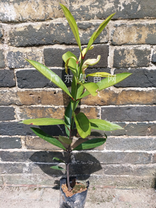 黄牙树苗