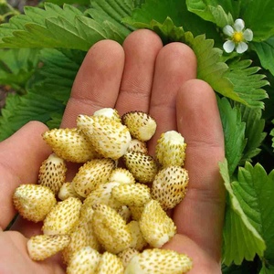 高山草莓盆栽苗红色黄色奇迹多年生迷你香甜小草莓丰产四季结果
