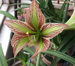 原生朱顶红 伊瓜苏 绿瓜 条纹清晰别致