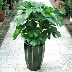 龟背竹大型盆栽室内办公室水培植物北欧大叶落地绿植水养除甲醛